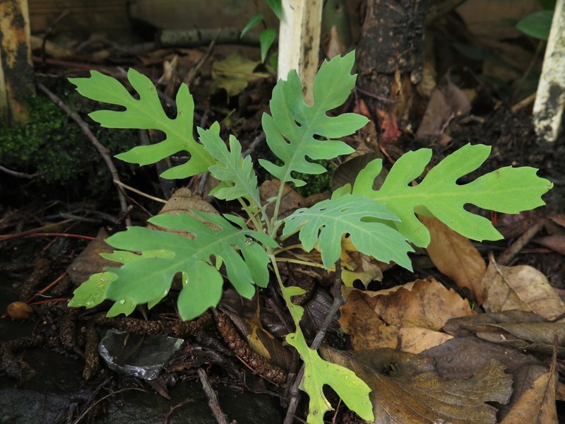 Parrotweed photo 2