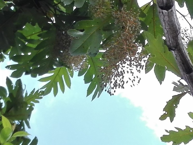 Parrotweed photo 3