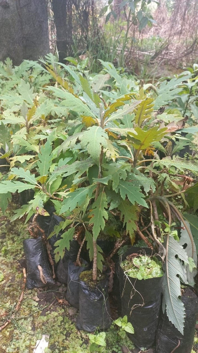 Parrotweed photo 4