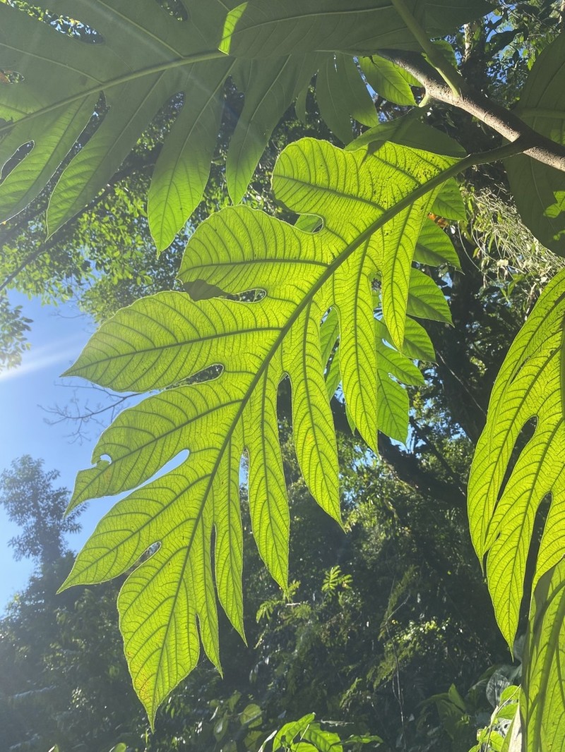 Parrotweed photo 5