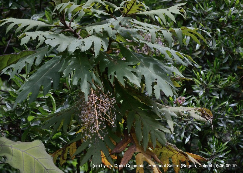 Parrotweed photo 6