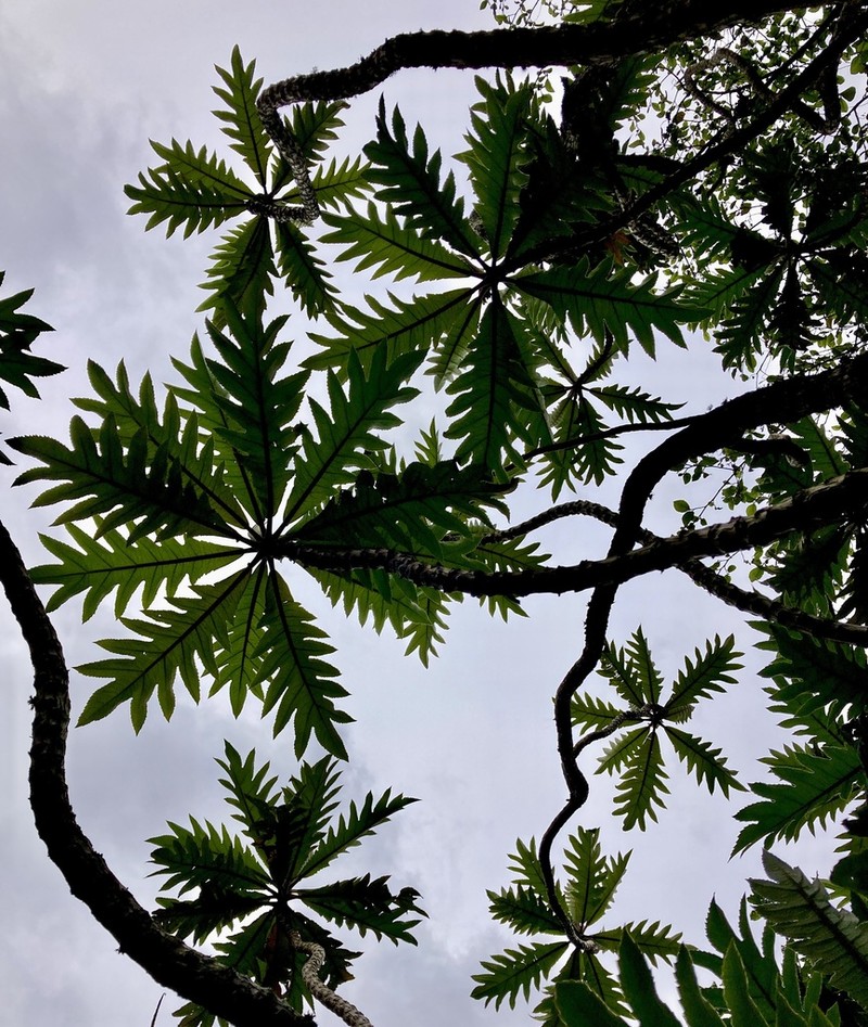 Parrotweed photo 7
