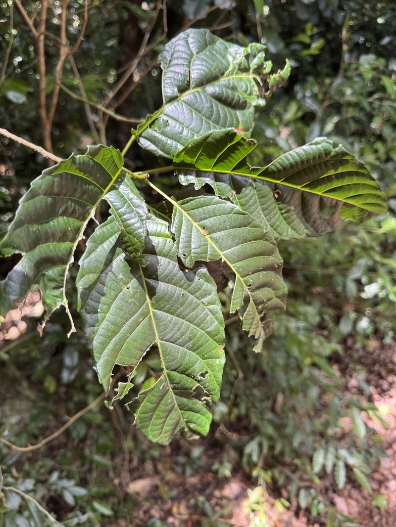 Bocquillonia arborea