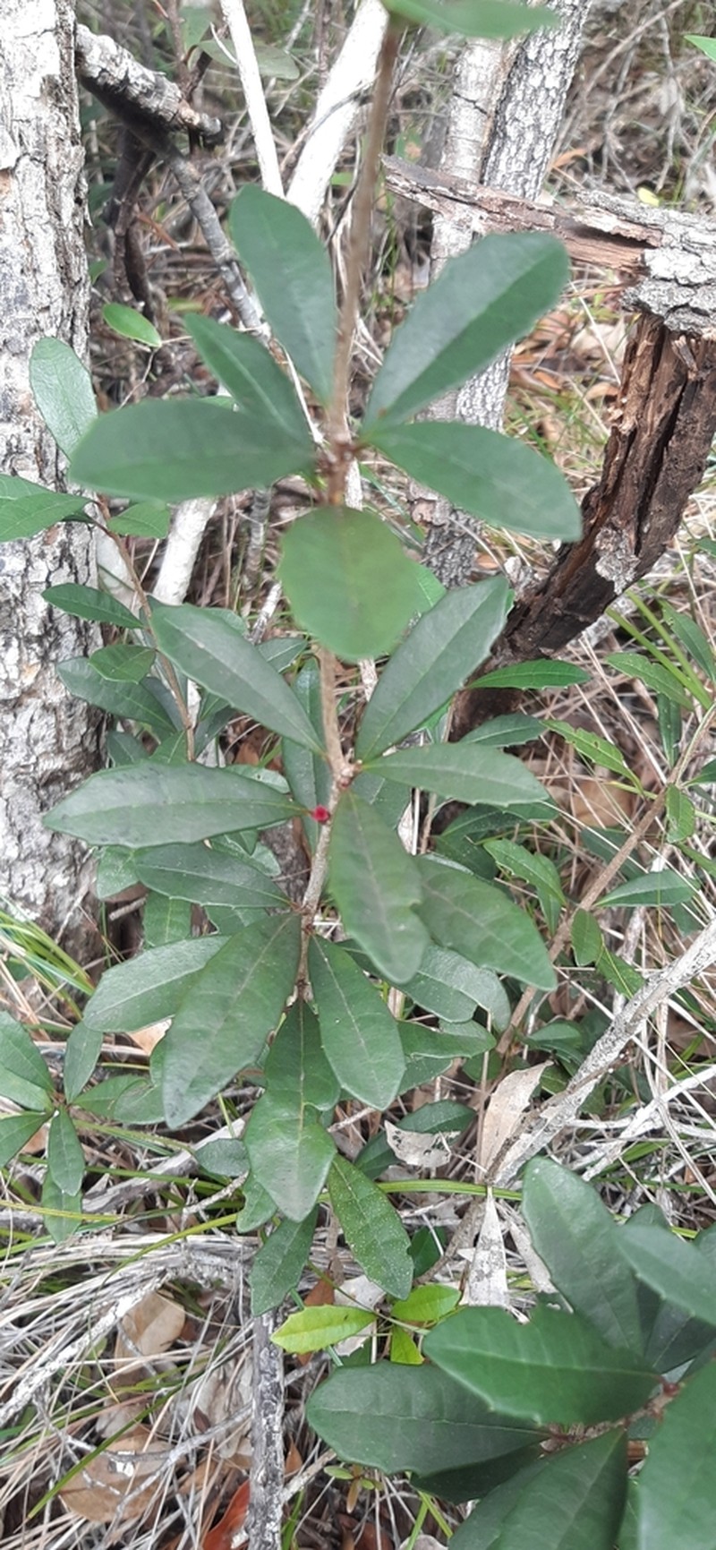 Bocquillonia brachypoda