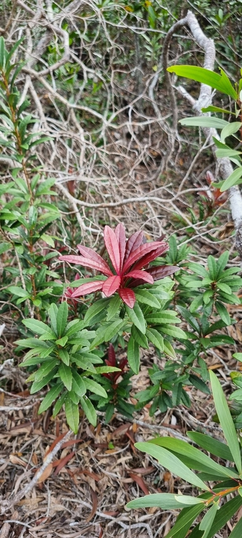 Bocquillonia brachypoda photo 3
