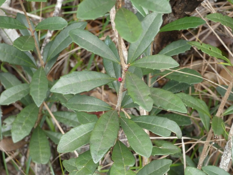Bocquillonia brachypoda photo 4