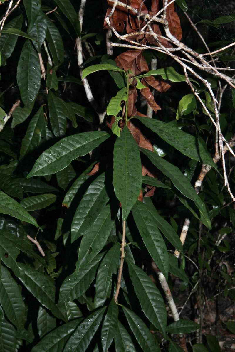 Bocquillonia brachypoda photo 8