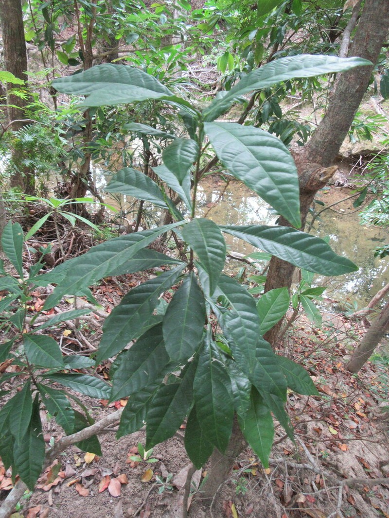 Bocquillonia brevipes photo 2