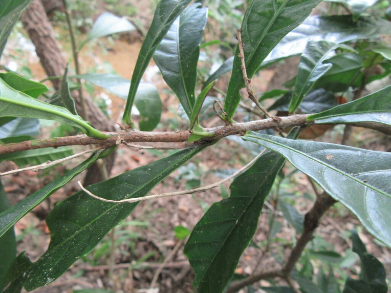 Bocquillonia brevipes photo 4