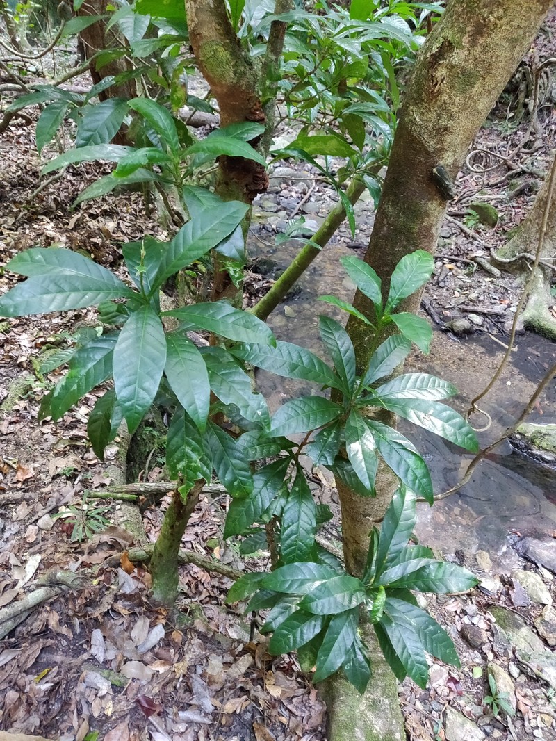 Bocquillonia brevipes photo 5