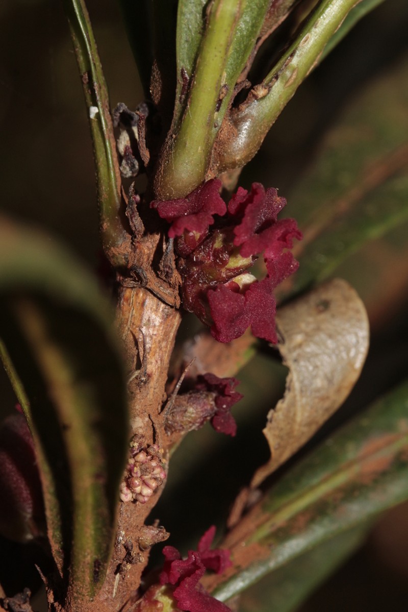 Bocquillonia castaneifolia photo 2