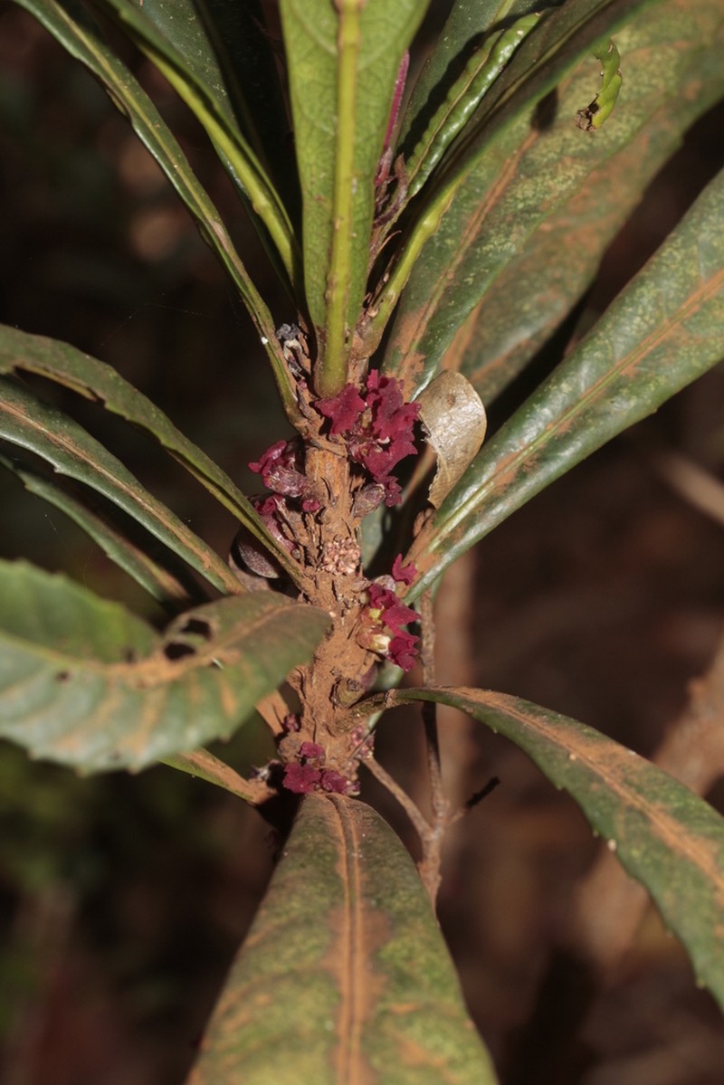 Bocquillonia castaneifolia photo 4