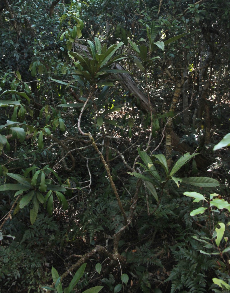 Bocquillonia castaneifolia photo 5