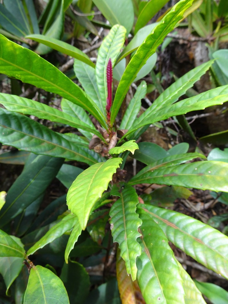 Bocquillonia castaneifolia photo 6