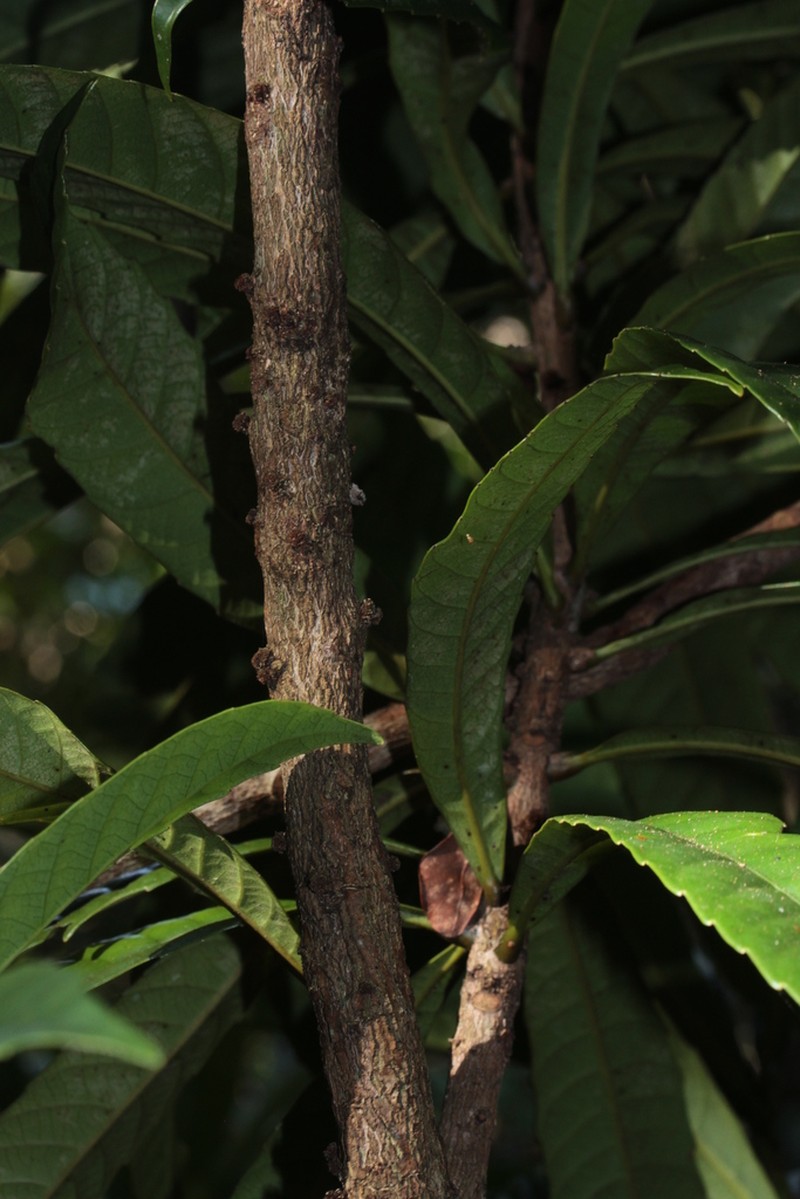 Bocquillonia castaneifolia photo 7