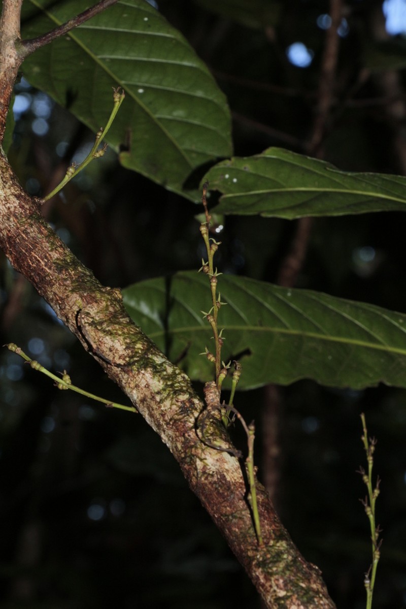 Bocquillonia longipes