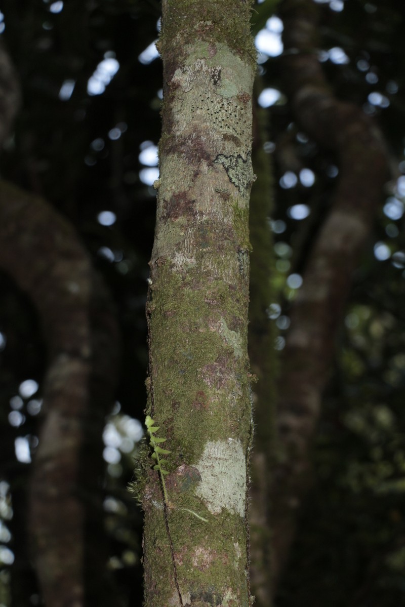 Bocquillonia longipes photo 2