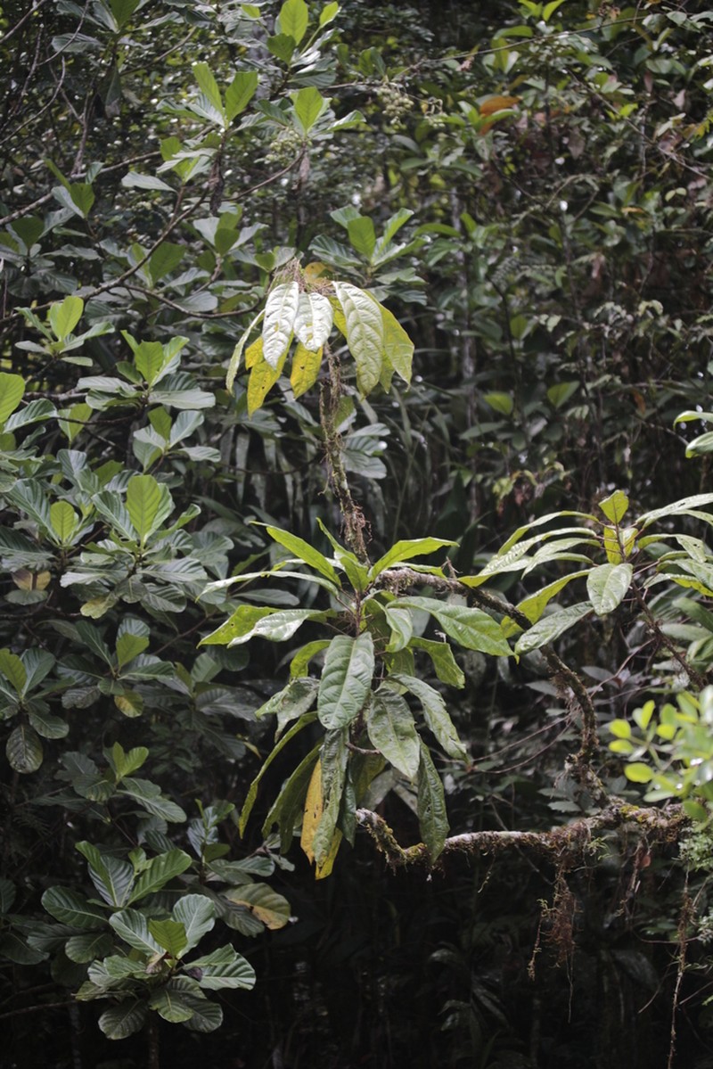 Bocquillonia lucidula
