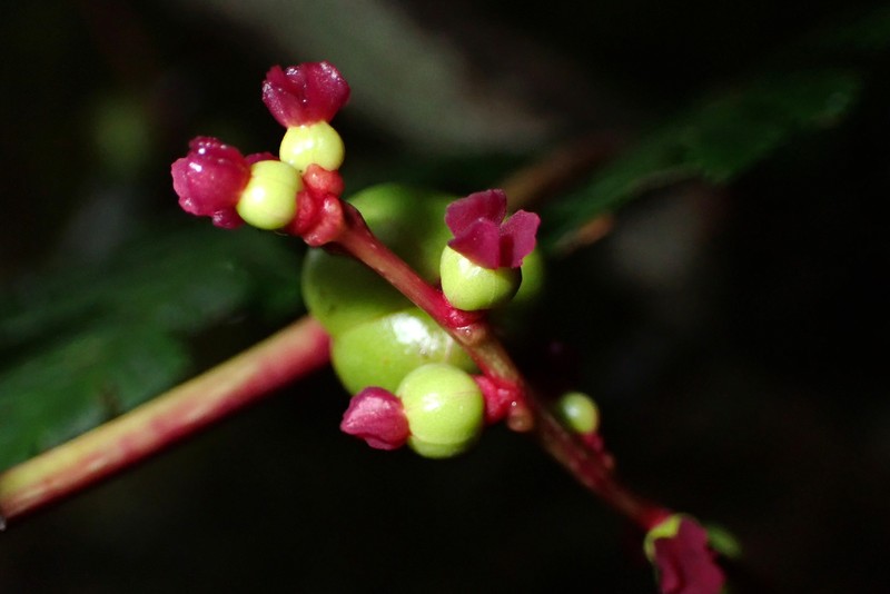 Bocquillonia lucidula photo 3