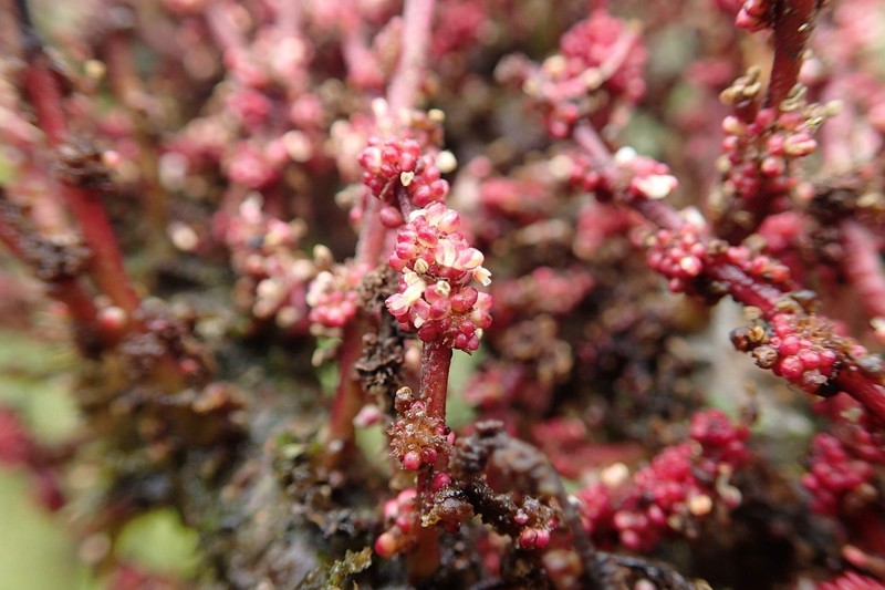 Bocquillonia phenacostigma