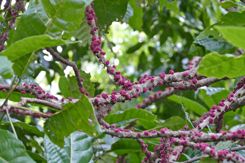 Bocquillonia sessiliflora