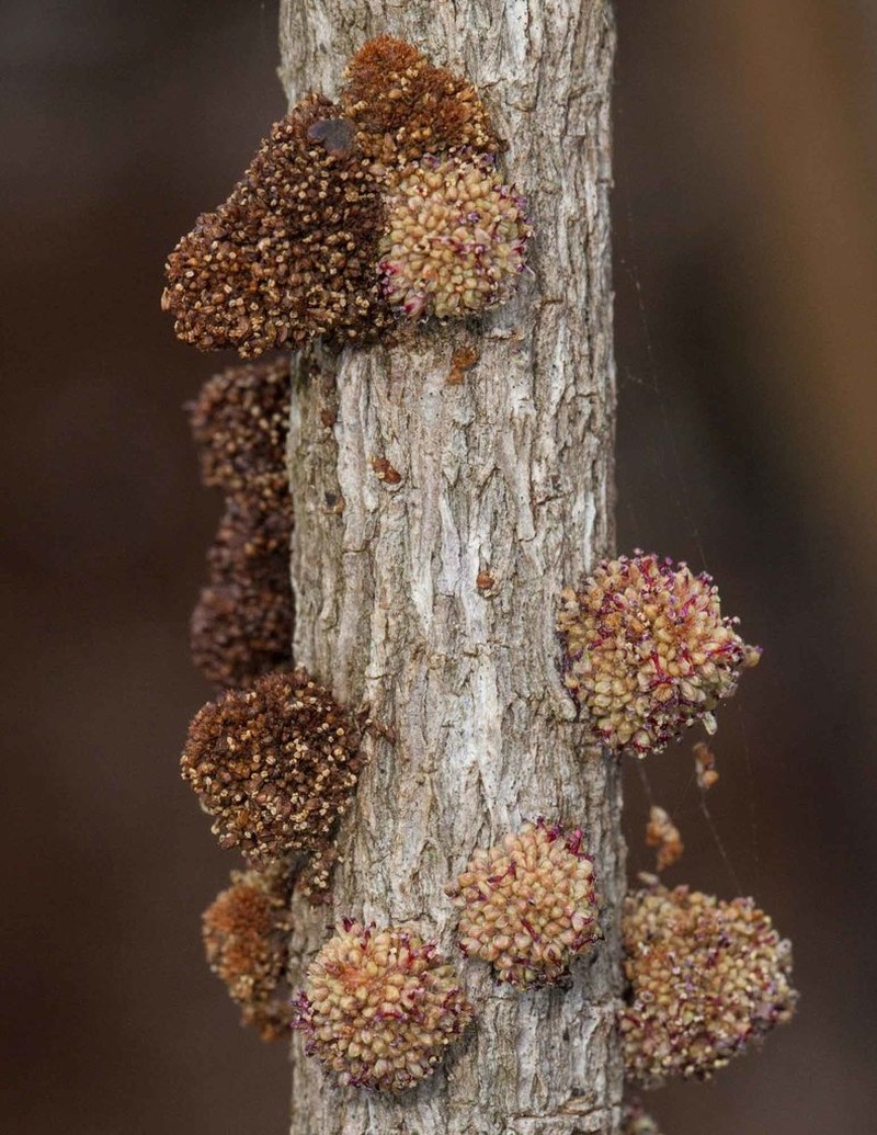 Bocquillonia sessiliflora photo 2