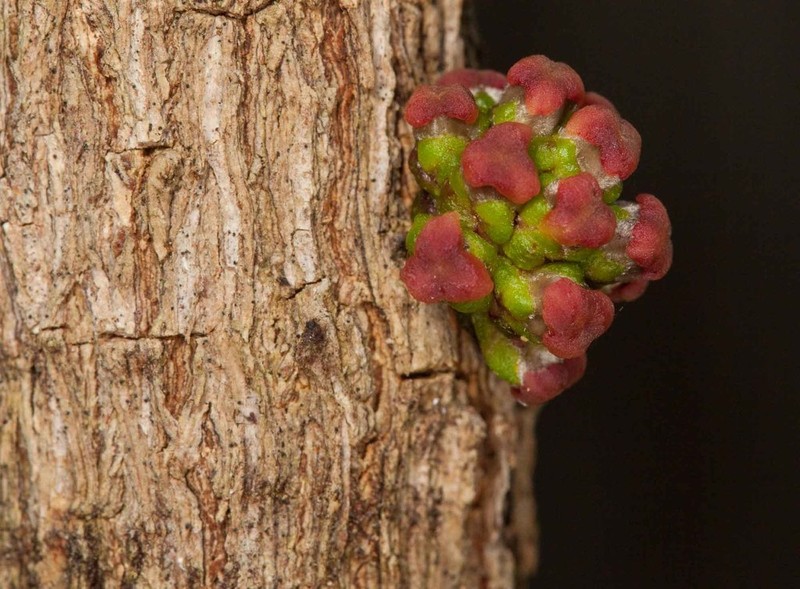 Bocquillonia sessiliflora photo 3