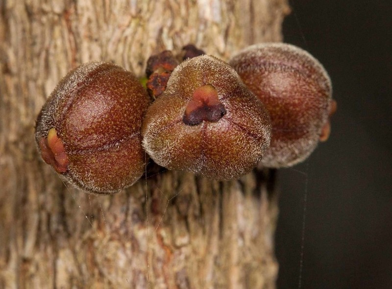 Bocquillonia sessiliflora photo 4