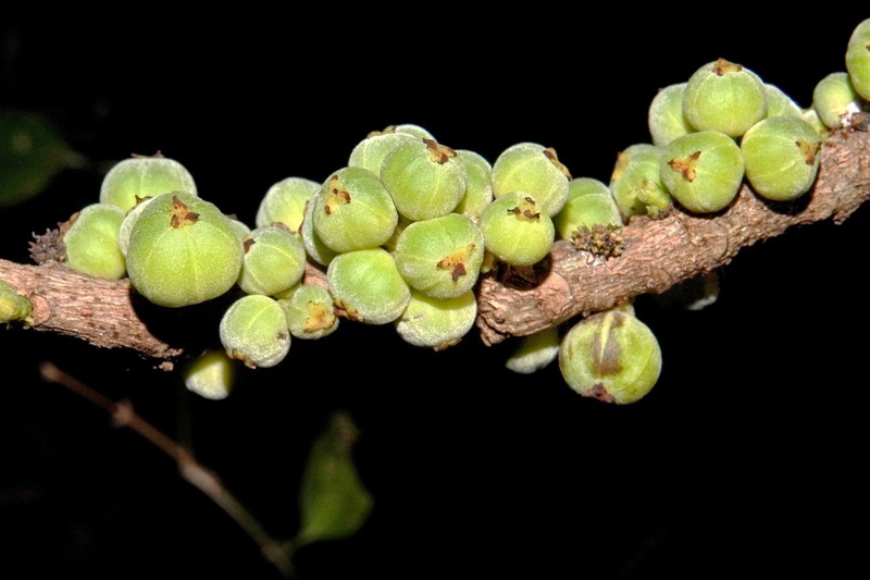 Bocquillonia sessiliflora photo 5