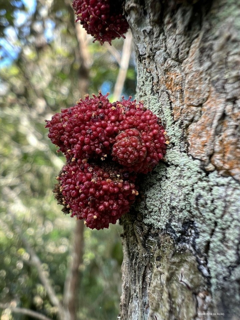 Bocquillonia sessiliflora photo 6