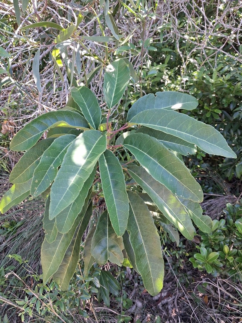 Bocquillonia sessiliflora photo 7