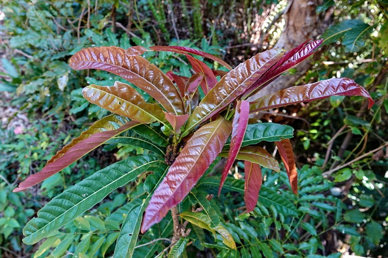 Bocquillonia sessiliflora photo 8