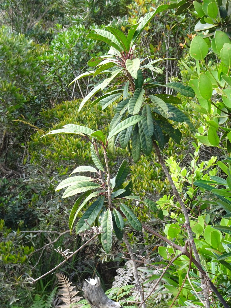 Bocquillonia spicata photo 3