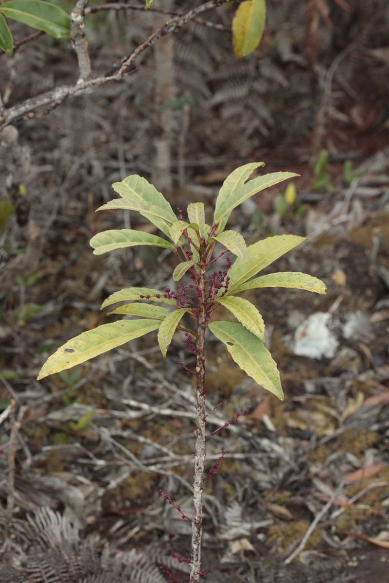 Bocquillonia spicata photo 4