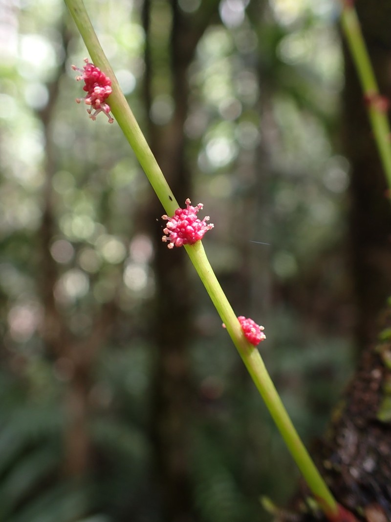Bocquillonia spicata photo 5