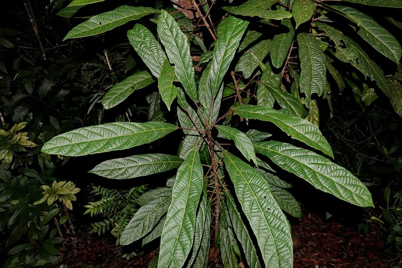 Bocquillonia spicata photo 6