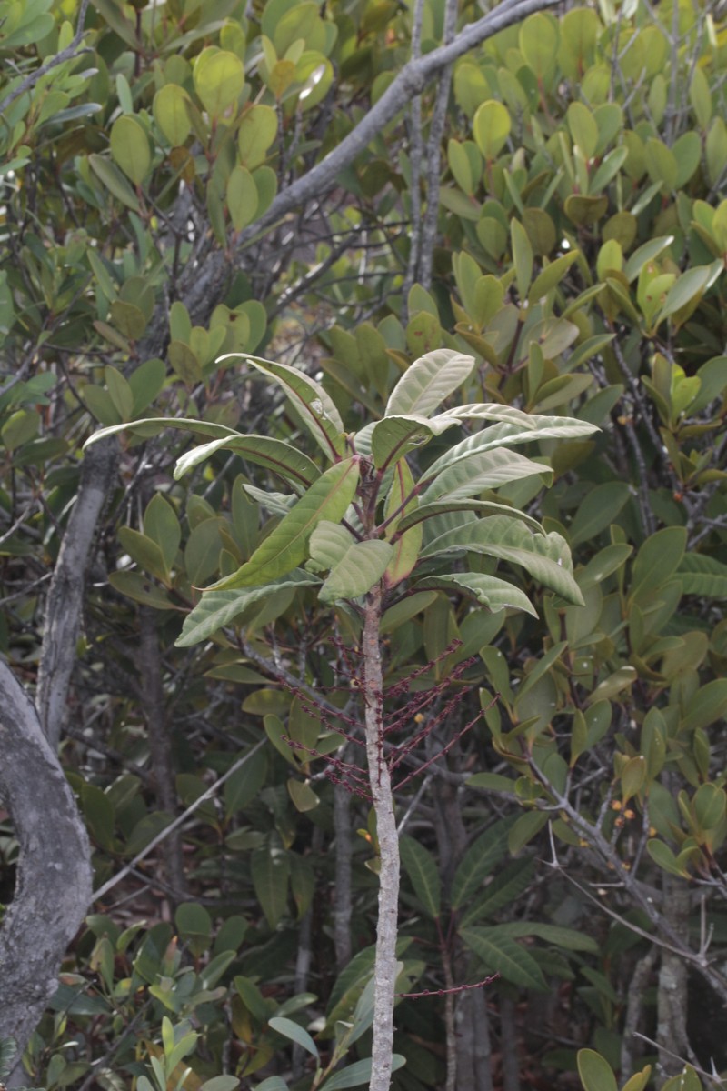 Bocquillonia spicata photo 8