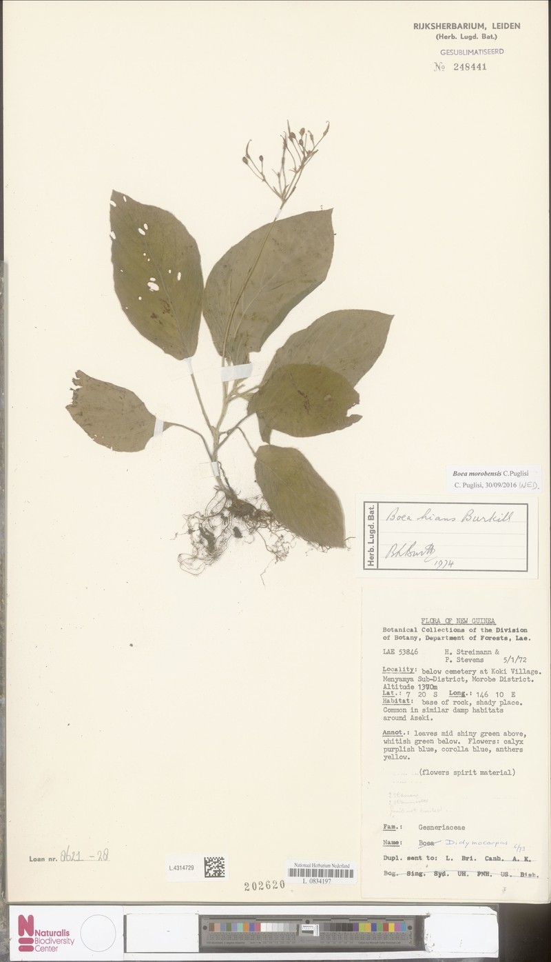 Boea morobensis