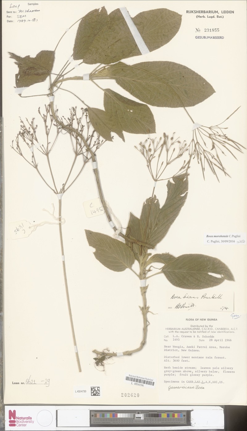 Boea morobensis photo 2