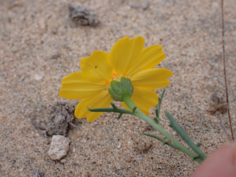 Boeberastrum anthemidifolium