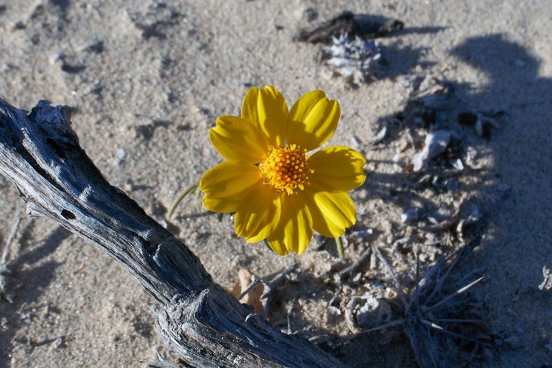 Boeberastrum anthemidifolium photo 7