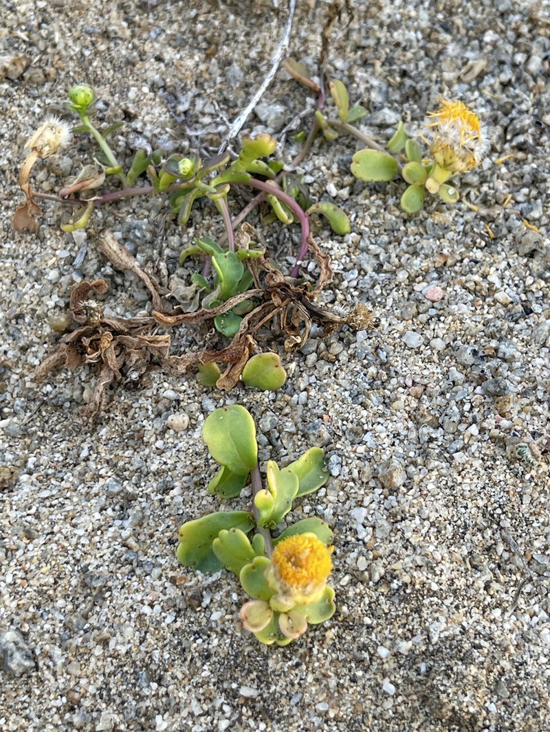 Boeberastrum litorale photo 2