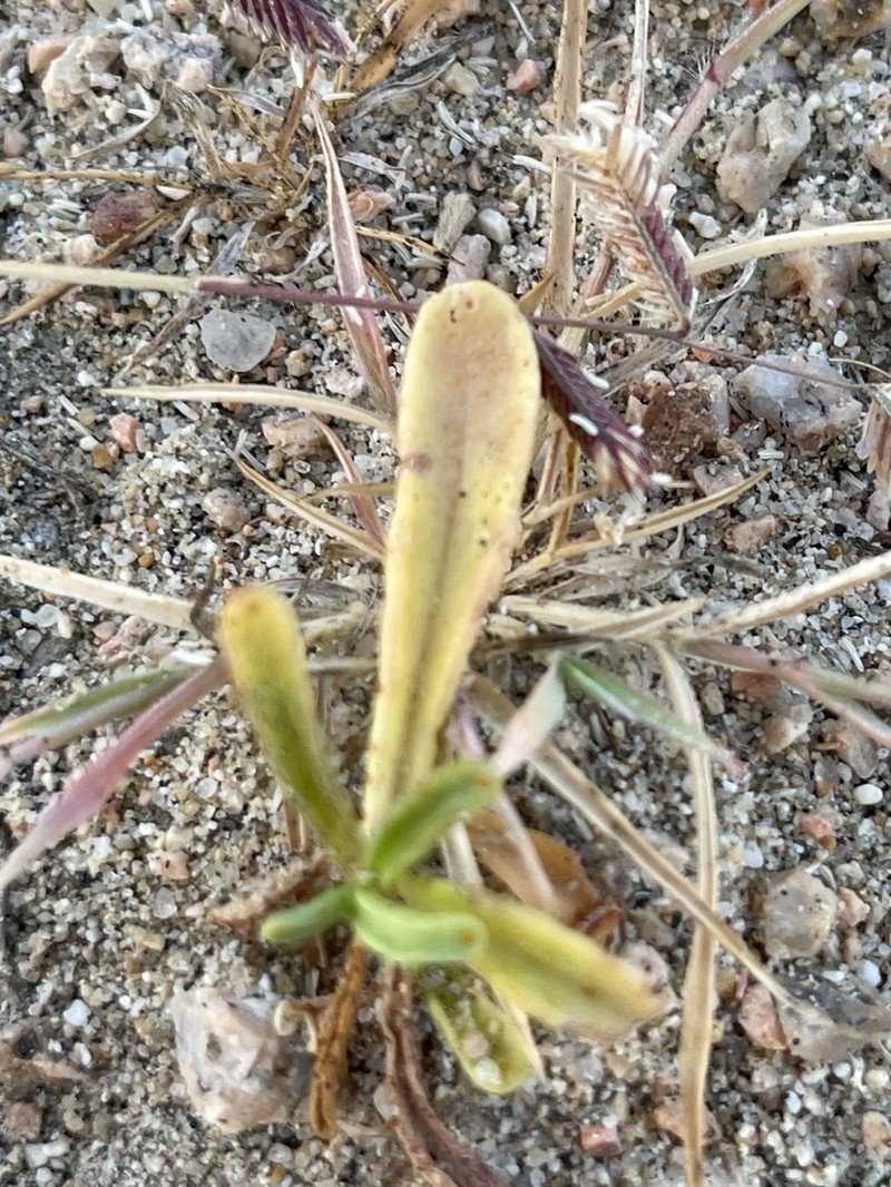 Boeberastrum litorale photo 5