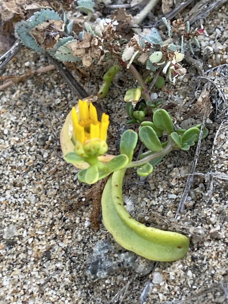 Boeberastrum litorale photo 6