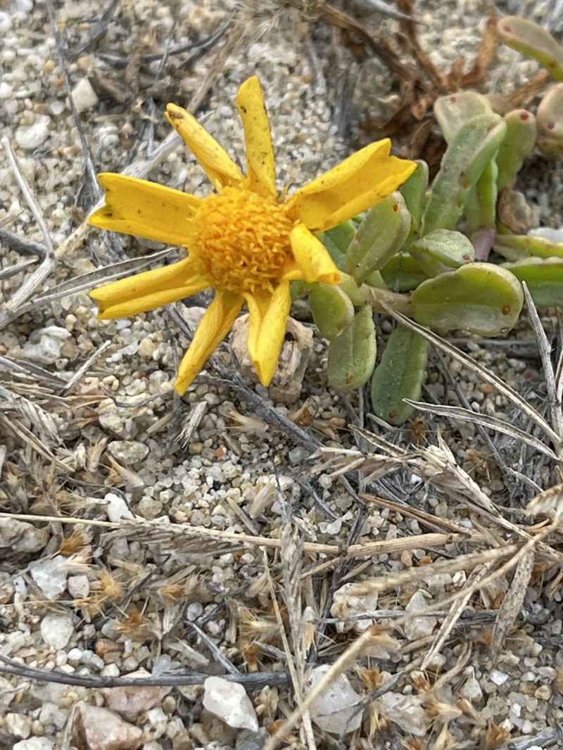 Boeberastrum litorale photo 7