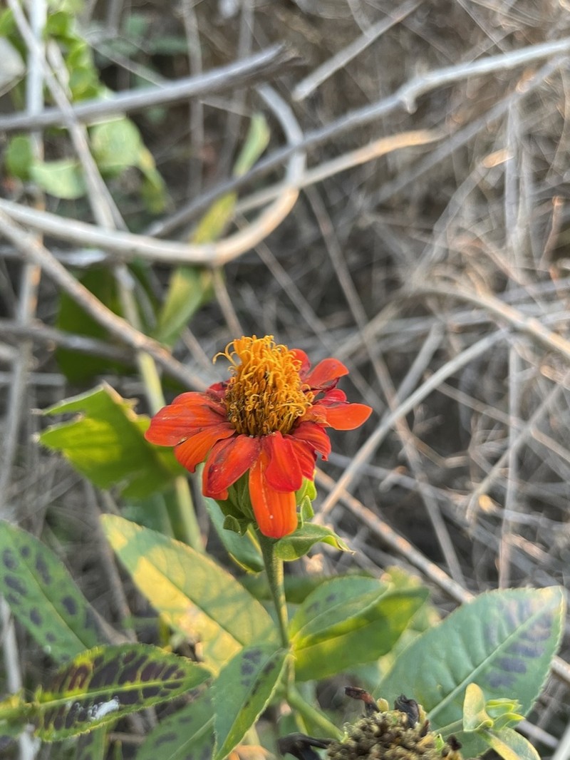 Boeberoides grandiflora