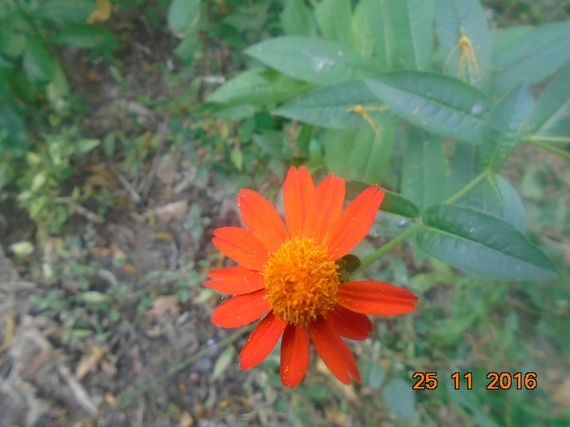 Boeberoides grandiflora photo 2