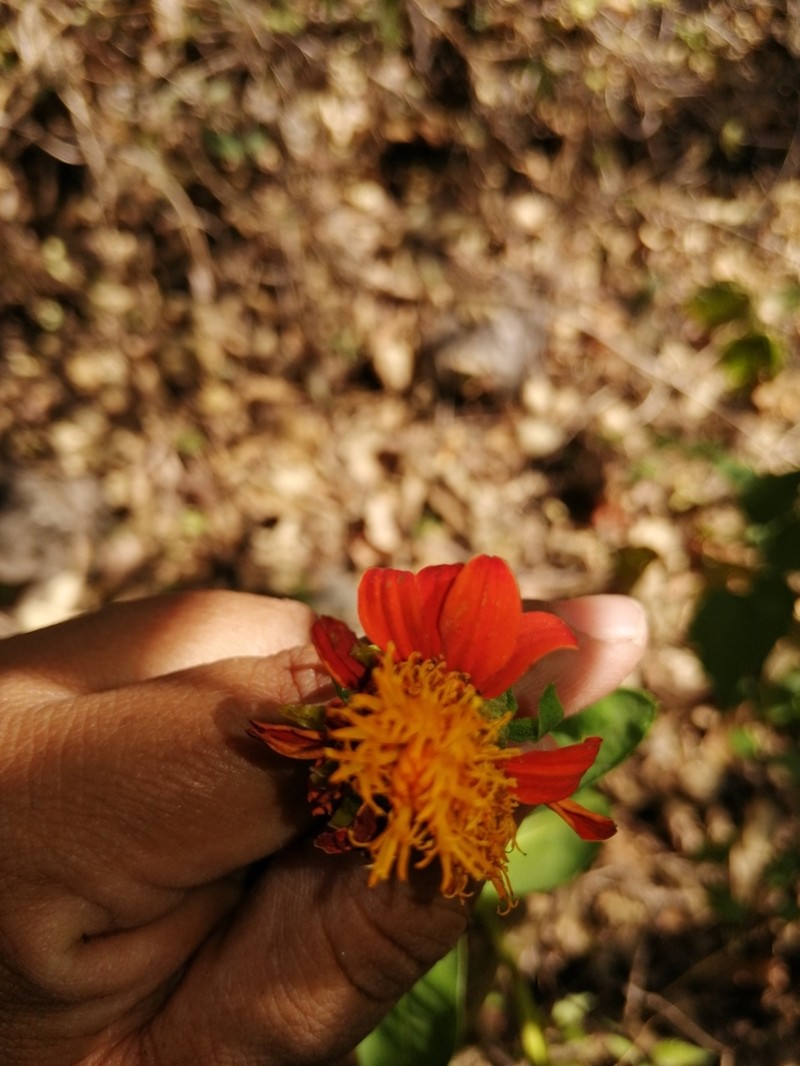 Boeberoides grandiflora photo 3