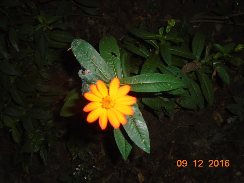 Boeberoides grandiflora photo 4