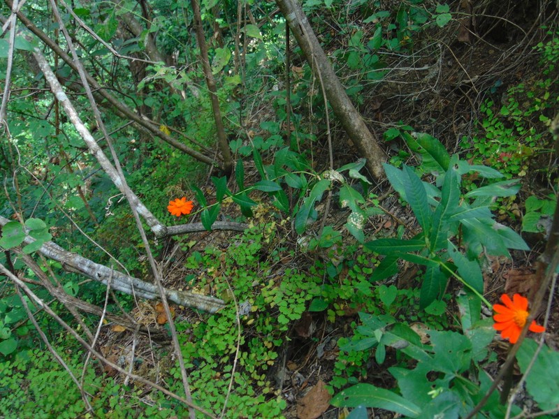 Boeberoides grandiflora photo 5